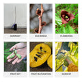 1 Year Old Paw Paw Plant No Pot, Indian Banana Pawpaw Tree Live Plant, Winter Dormant, 6 to 13 Inc Tall