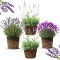 4 Lavender Plants Live Outdoor Indoor, Cold Hardy Fragrant Perennial Herb for Garden and Landscape, 4-8 Inch Tall (Mix Lavender)