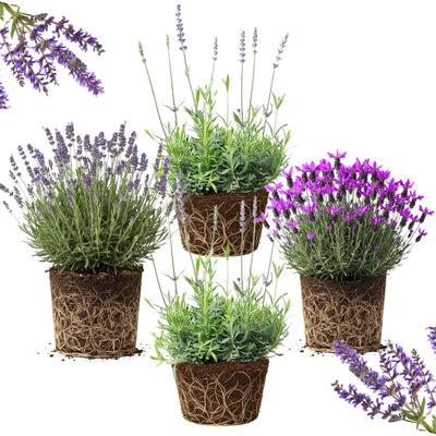 4 Lavender Plants Live Outdoor Indoor, Cold Hardy Fragrant Perennial Herb for Garden and Landscape, 4-8 Inch Tall (Mix Lavender)