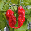Bhut Jolokia Chile Ghost Pepper Plant Live in 2.5 Inch Pot for Planting Outdoor