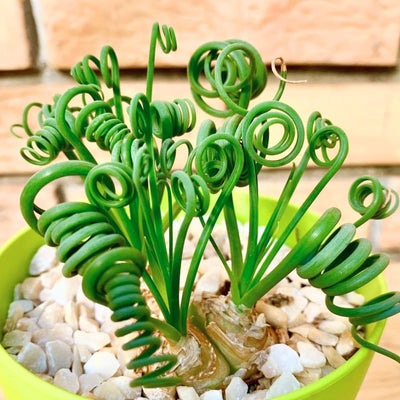 Frizzle Sizzle Albuca Spiralis Plant Live in 3 Inch Pot, Ornamental Albuca Spiralis Succulent Live Plant, Curly Grass Houseplant
