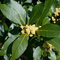 Sweet Bay Leaf Plant Live, 8-10 Inch Laurus Nobilis Tree for Planting, Bay Laurel Herb for Home Garden or Containers