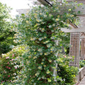 Fragrant Ghost Climbing Honeysuckle Plant Live Vine, Lonicera Perennial Honeysuckle Plants Bushes Shrubs in 2.5 Inch Pot, 5-10" Tall