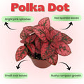 Polka Dot Live Plant, Polka Dot Plant, Small Indoor Plants, 2.5 Inches Pot for Indoor or Outdoor Houseplant (Red)