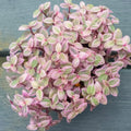 Callisia Repens Plant Live, Pink Turtle Vine Plant, Pink Callisia Repens Live Succulents Plant, House Plants Live 2 Inch Pot for Planting