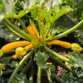 4 Yellow Squash Plants Live in 4 Inch Pot, Squash Live Plants, Zucchini Plants Live