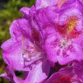 1-2 Feet Rhododendron Plants Live Bush Shrubs in 1 Gallon Pot for Planting, Azalea Bush Ready Plant, Live Rhododendron Plant Azalea (Light Purple)