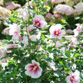 Pink Rose of Sharon Plant Live 4 Inch Container, Hardy Hibiscus Plant Live for Planting, Althea Hibiscus Syriacus Flowers