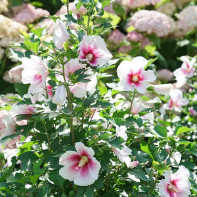 Pink Rose of Sharon Plant Live 4 Inch Container, Hardy Hibiscus Plant Live for Planting, Althea Hibiscus Syriacus Flowers