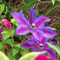 Clematis Vine Plant Live for Planting, Clematis Plants Live, 4 to 6 Inch Tall, 2.5 Inc Pot Well Rooted, Clematis Seeds Perennial, Stripe Purple