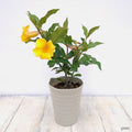 2 Yellow Mandevilla Plants Live, Mandevilla Live Plant for Garden, 4 Inc to 7 Inc Tall, Mandevilla Live Plant Pot, Live Mandevilla Vine Plants