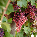 Grape Vine Live Plant 1-2 Year Old, Sweet Grape Plant Live for Growing, Grape Fruit Well Rooted Plant Bareroot (Red Grape)