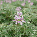 Geranium Plants Live, Variegated Geranium Live Plants from 4 to 6 Inches Tall, Bright Flowers Bush for Outdoor Garden
