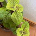 Swedish Ivy Plant Live, Yellow Green Swedish Ivy Plant in 2.5'' Pot, Plectranthus Fragrant Swedish Ivy for Indoor Planting, 2-3 Inc Tall