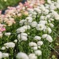 White Ranunculus Flowers Bulbs for Spring Planting, Perennial Flower Bulbs, Early Spring Flower to Plant Outside, Colorful Blooms Groundcover Bulbs, Top Size