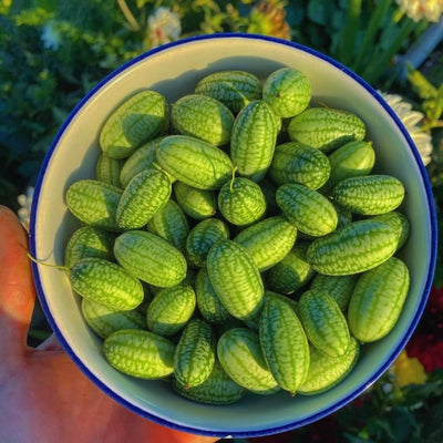 2 Cucamelon Plants Seedlings, Cucamelon Mini Cucumber Live Plant Gardening 3 to 6 Inc Tall Vegetable Plant