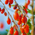 Red Goji Berry Tree Live Plant, Cold Hardy Fruit Plant, 2-3 Ft Tall