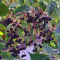 Elderberry Plant Live Tree for Planting, Elderberry Bushes Live Plant, 5 to 7 Inches Long