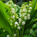 Pack of 6 Pips White Lily of the Valley, Lily of the Valley Plant Live, White Flower for Indoor Outdoor Planting