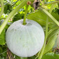 Round Wax Gourd Plant, 4-6" Live Winter Melon Plant in 4 Inch Pot, Squash Gourd Plants Live for Planting Outdoor Garden