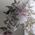 Tradescantia Plant, Nanouk Wandering Jew Plant Live in 2.5 Inches Pot, Live House Plant
