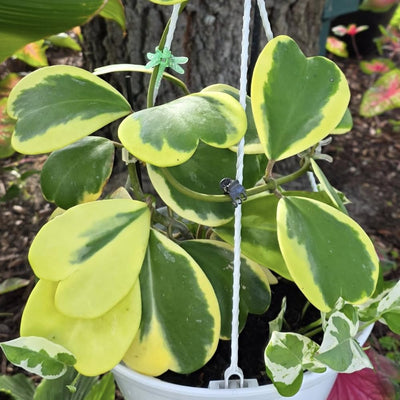 Hoya Plant Live Houseplants, Hoya Live Plant, in 4" Pot, Hoya Kerrii Variegated, Low-Maintenance Indoor Hanging Plant