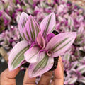 Tradescantia Plant Live 4'' Pot, Variegated Wandering Jew, Tradescantia Hanging Vine, Indoor Houseplant for Planting (Pink Wandering Jew)