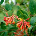 Honeysuckle Live Plant, Fragrant Honeysuckle Vines, Perennial Lonicera Bush for Outdoor Garden 3-6 Inches (Coral)