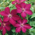 Clematis Vine Plant Live for Planting Outdoor, Clematis Plants Live, 4 to 6 Inch Tall, 2.5 Inc Pot, Perennial Fragrant Flowers Plant, Red Clematis