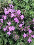 Pink Thyme Plant Live Flowers Live Plant 3 Inc Pot, Well Rooted