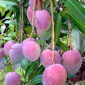 Sweet Mango Tree Live Plant, 10-14" in Tall, Mango Plant Live for Planting Home Garden, in Pot, Well-Rooted Tropical Fruit Tree