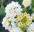 Lantana Live Plant for Planting Outdoors, Set 2 Live Lantana Plants, 4 to 7 Inch Tall, Lantana Perennial Plants, Ready to Plant, White
