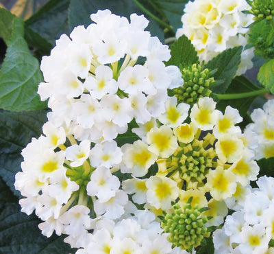 Lantana Live Plant for Planting Outdoors, Set 2 Live Lantana Plants, 4 to 7 Inch Tall, Lantana Perennial Plants, Ready to Plant, White