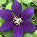 Purple Clematis Live Plant in 2.5" Pot, Flowering Climbing Clematis Vine Starter for Outdoor Garden and Trellis, Well Rooted