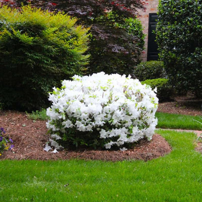 White Reblooming Azalea Rhododendron Plant Live in 4 Inch Pot, Azalea Rhododendron Bush Shrub, Bloom in Spring, Late Summer, Fall Rebloom