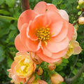 Quince Flowering Plant, Quince Flower Shrub Outdoor Planting, 5 to 7 Inch Tall (Peach)