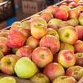 Live Honeycrisp Apple Tree, 2-3ft Tall