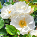 Fragrant Rose Plant Live in Pot, Reblooming Roses Bush for Outdoor Garden (White Rose)