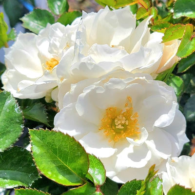 Fragrant Rose Plant Live in Pot, Reblooming Roses Bush for Outdoor Garden (White Rose)
