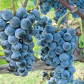 Grape Vine, Grape Plant Live 1-2 Years Old, Sweet Grape Fruit Tree, Very Cold Hardy (Blue Grape)
