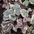 Variegated String of Hearts Plant Live, Pink String of Hearts Plant Live 4 Inches Pot, Live String of Hearts Plant, String of Hearts Succulent Plant, Succulent Live Plant