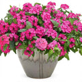 Pack 3 Pink Verbena Plants Live Perennial Ground Cover, No Pot, 5-9" in Tall, Can Grow As Trailing Bushes, Spring Flowers