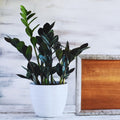 2 ZZ Plants, Black ZZ Trees Live Plants, Houseplant from 4 to 6 Inc Tall, Home Decor