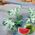 Red Watermelon Live Plant, Sweet Watermelon Seedling from 4-6 Inches Tall, Easy Care Fruit Bearing Plant for Garden Beds, 2 PPP