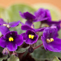 Purple African Violet Plant Live, Purple Violet Flower, 3-5 Inches Tall