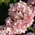 Blue Hydrangea Flower Live Plant, Cold Hardy Flowering Shrub, 1-1.5 Ft Tall