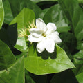 White Jasmine Plant, Maid of Orleans Jasmine Live Plant, White Fragrant Flower Plants, 3 to 5 Inch Tall Flower Starter Plants for Garden