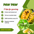 Pawpaw Live Plant, Home Garden Fruit Tree, 8-12 Inch Tall