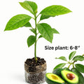 Avocado Tree Plant Live, Sweet Fruit Plant, 6 Inch Tall
