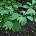 Sassafras Tree, Dormant Hardy Shrub, 1-2 Ft Tall
